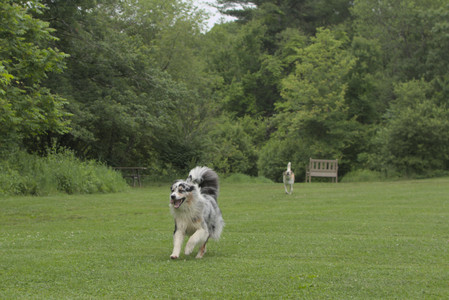 20250618_Dog park__DSC0241_.jpg