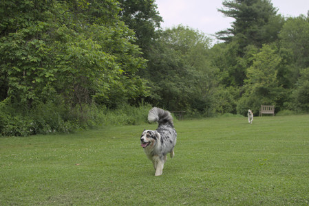 20250618_Dog park__DSC0244_.jpg