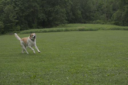 20250618_Dog park__DSC0248_.jpg