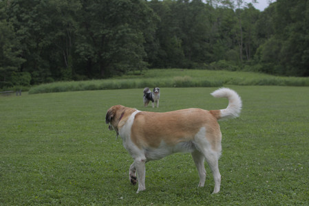 20250618_Dog park__DSC0256_.jpg