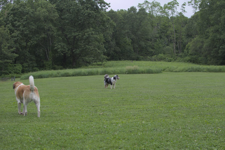 20250618_Dog park__DSC0257_.jpg