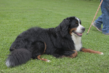 20250618_Dog park__DSC0262_.jpg