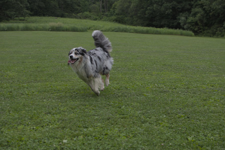 20250618_Dog park__DSC0273_.jpg