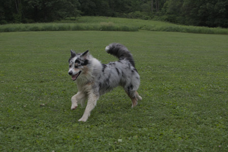 20250618_Dog park__DSC0274_.jpg