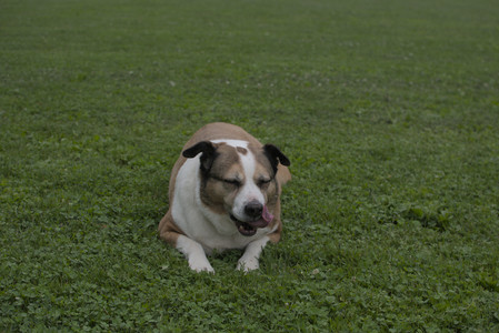 20250618_Dog park__DSC0305_.jpg