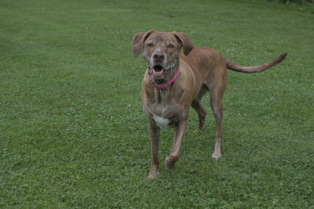 20250618_Dog park__DSC0307_.jpg