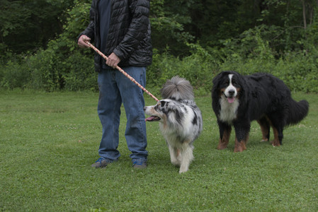 20250618_Dog park__DSC0309_.jpg