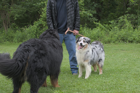 20250618_Dog park__DSC0317_.jpg