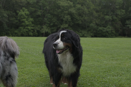 20250618_Dog park__DSC0319_.jpg