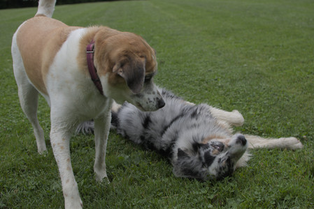 20250618_Dog park__DSC0320_.jpg