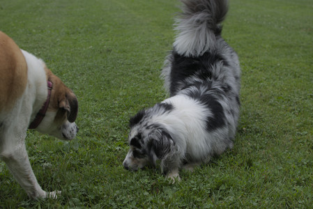 20250618_Dog park__DSC0329_.jpg