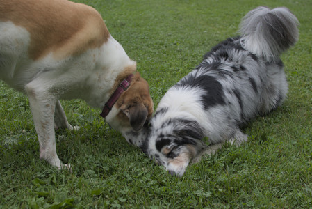 20250618_Dog park__DSC0332_.jpg