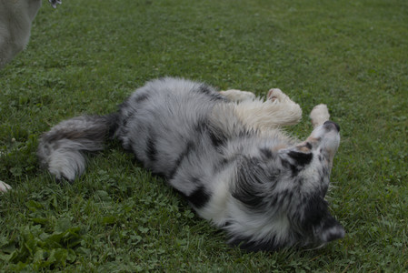 20250618_Dog park__DSC0334_.jpg