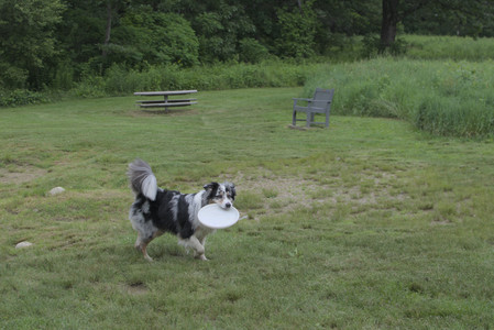 20250618_Dog park__DSC0347_.jpg