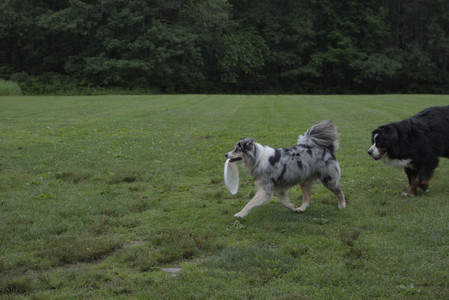 20250618_Dog park__DSC0356_.jpg