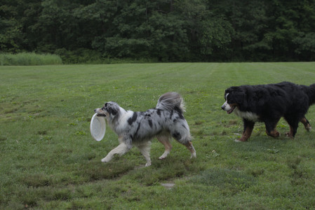 20250618_Dog park__DSC0358_.jpg