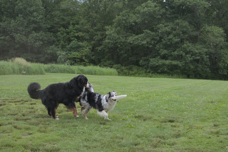 20250618_Dog park__DSC0372_.jpg