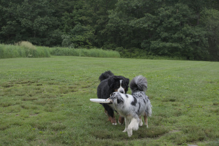 20250618_Dog park__DSC0375_.jpg