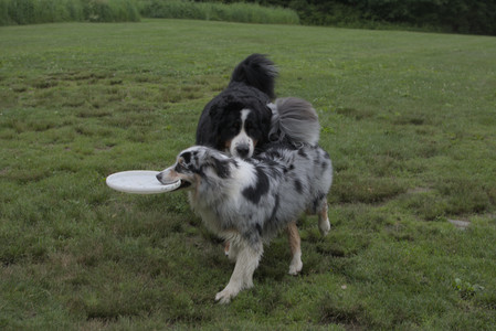 20250618_Dog park__DSC0378_.jpg