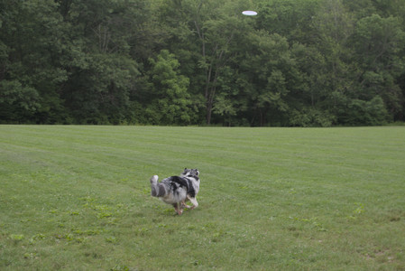 20250618_Dog park__DSC0386_.jpg