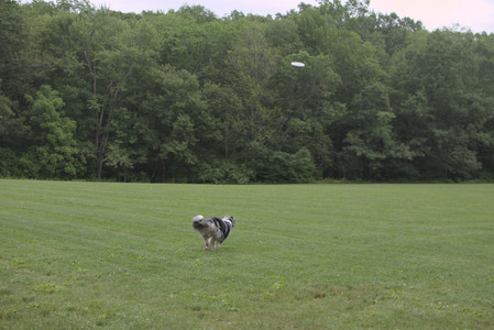 20250618_Dog park__DSC0389_.jpg