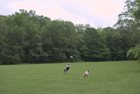 20250618_Dog park__DSC0390_.jpg