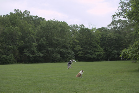 20250618_Dog park__DSC0391_.jpg