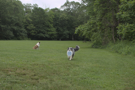20250618_Dog park__DSC0392_.jpg