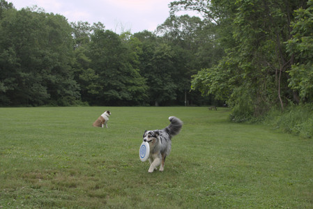 20250618_Dog park__DSC0395_.jpg
