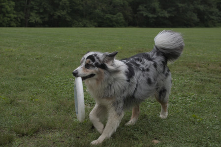 20250618_Dog park__DSC0400_.jpg