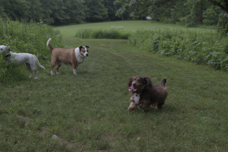 20250618_Dog park__DSC0427_.jpg