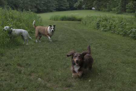 20250618_Dog park__DSC0429_.jpg