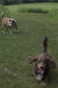 20250618_Dog park__DSC0430_.jpg