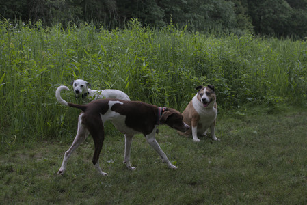 20250618_Dog park__DSC0432_.jpg