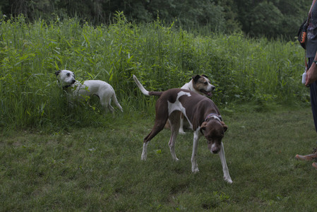20250618_Dog park__DSC0437_.jpg