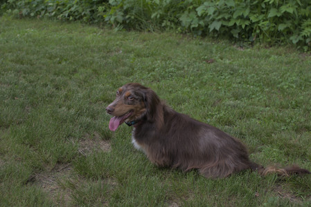 20250618_Dog park__DSC0440_.jpg