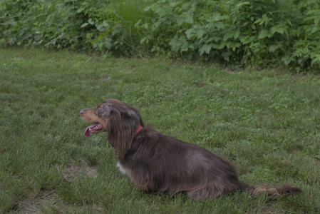 20250618_Dog park__DSC0445_.jpg