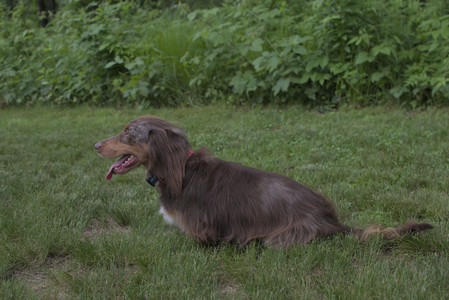 20250618_Dog park__DSC0448_.jpg