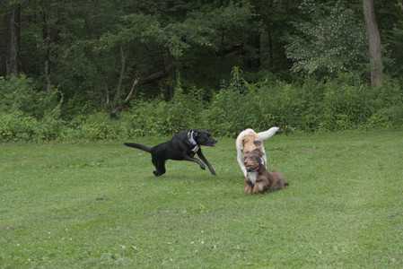 20250618_Dog park__DSC0466_.jpg