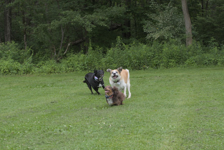 20250618_Dog park__DSC0467_.jpg