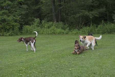 20250618_Dog park__DSC0468_.jpg