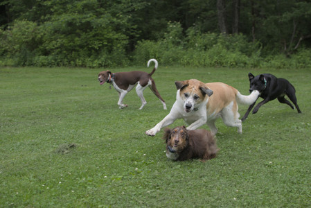 20250618_Dog park__DSC0470_.jpg