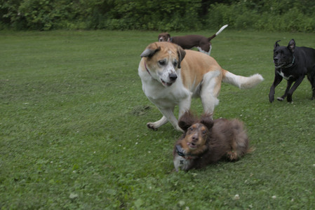 20250618_Dog park__DSC0471_.jpg