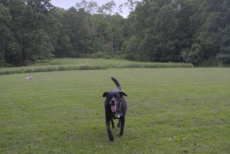 20250618_Dog park__DSC0475_.jpg