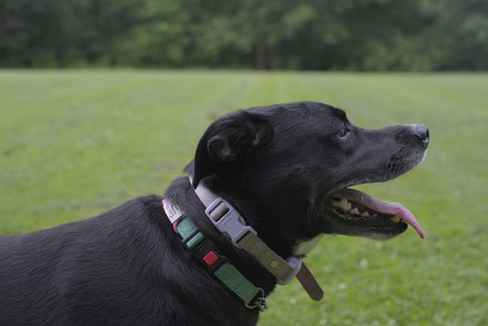 20250618_Dog park__DSC0482_.jpg