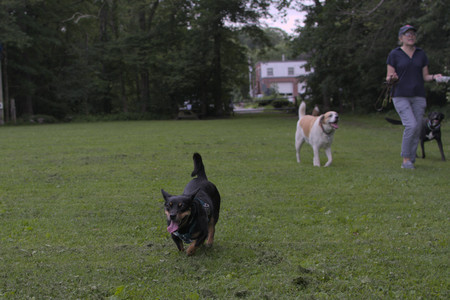 20250618_Dog park__DSC0491_.jpg