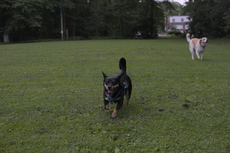 20250618_Dog park__DSC0493_.jpg