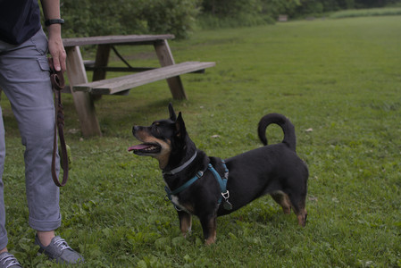 20250618_Dog park__DSC0496_.jpg