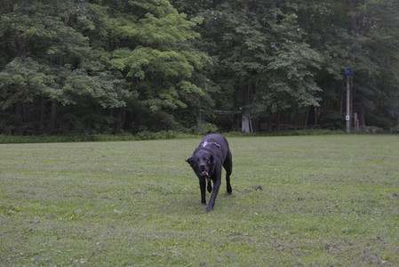 20250618_Dog park__DSC0503_.jpg