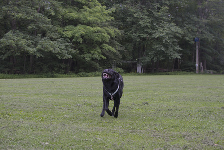 20250618_Dog park__DSC0504_.jpg